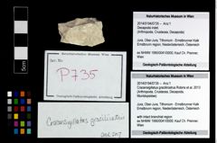 Foto (Objekt + Etikett) von Cracensigillatus gracilirostrus (Robins et al., 2013)  (NHMW-GEO-2014-0194-0735)